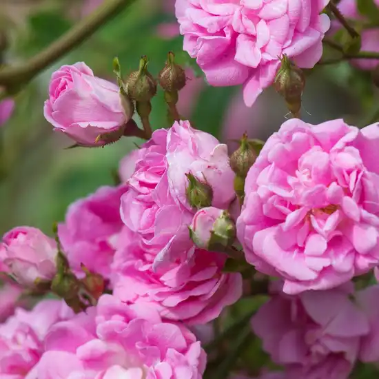 Rosa Superb Dorothy - roz - trandafiri târâtori și cățărători, Rambler